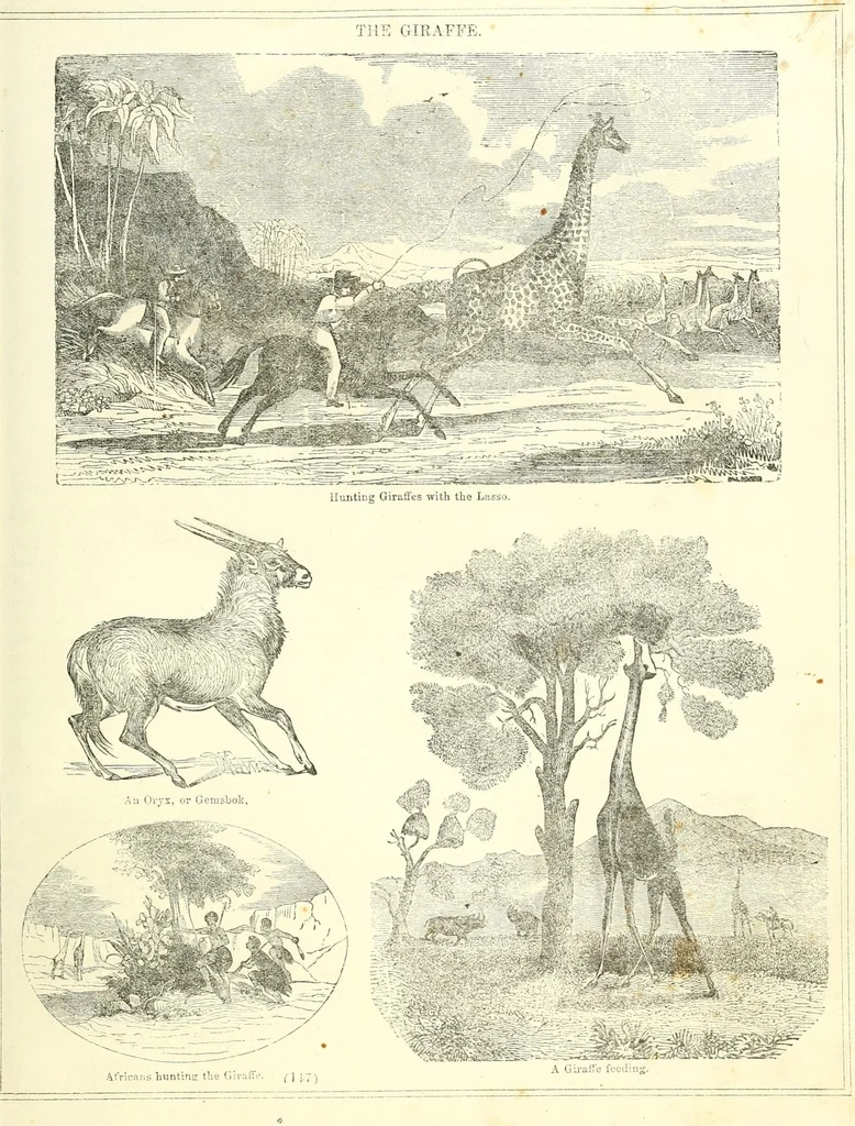 An illustration from Grand illustrated encyclopedia of animated nature : embracing a full description of the different races of men, and of the characteristic habits and modes of life of the various beasts, birds, fishes, insects, reptiles, and microscopic animalcula of the globe : being a complete history of the animal kingdom, 1855, leaf 163