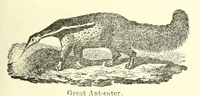 An illustration from Grand illustrated encyclopedia of animated nature : embracing a full description of the different races of men, and of the characteristic habits and modes of life of the various beasts, birds, fishes, insects, reptiles, and microscopic animalcula of the globe : being a complete history of the animal kingdom, 1855, leaf 203
