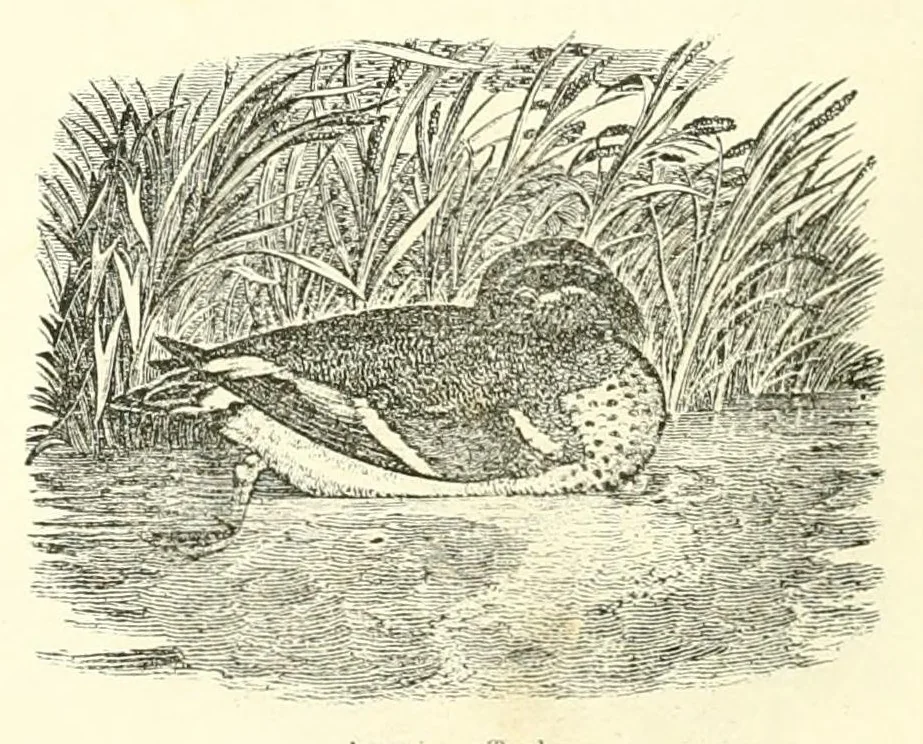 An illustration from Grand illustrated encyclopedia of animated nature : embracing a full description of the different races of men, and of the characteristic habits and modes of life of the various beasts, birds, fishes, insects, reptiles, and microscopic animalcula of the globe : being a complete history of the animal kingdom, 1855, leaf 327