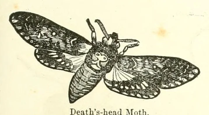 An illustration from Grand illustrated encyclopedia of animated nature : embracing a full description of the different races of men, and of the characteristic habits and modes of life of the various beasts, birds, fishes, insects, reptiles, and microscopic animalcula of the globe : being a complete history of the animal kingdom, 1855, leaf 367