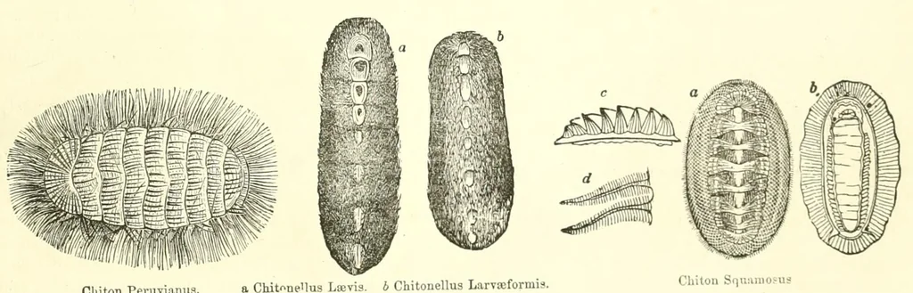 An illustration from Grand illustrated encyclopedia of animated nature : embracing a full description of the different races of men, and of the characteristic habits and modes of life of the various beasts, birds, fishes, insects, reptiles, and microscopic animalcula of the globe : being a complete history of the animal kingdom, 1855, leaf 389