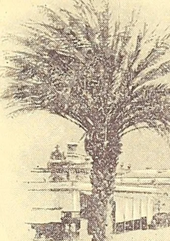 An illustration from Grand winter excursion to the Mediterranean, the Orient, and the Holy Land : including the Azores, Portugal, Spain, France, Italy, Sicily, Egypt, Palestine, Turkey, Greece, Malta, Tunis, and Algeria by the well-known fast twin-screw express steamship "La Touraine," 10,000 tons, 14,000 horse-power, length 540 feet, commander Santelli : sailing from New York, February 4th, 1896, and returning about April 5th, 1896, duration of round trip, two months, 1895, leaf 54