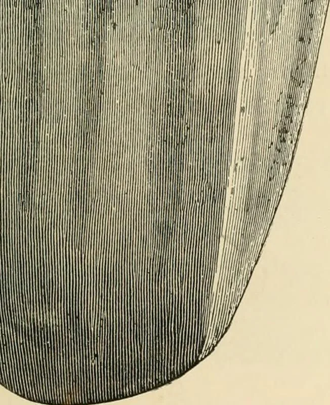 An illustration from Grave-mounds and their contents; a manual of archaeology, as exemplified in the burials of the Celtic, the Romano-British, and the Anglo-Saxon periods, 1870, leaf 141