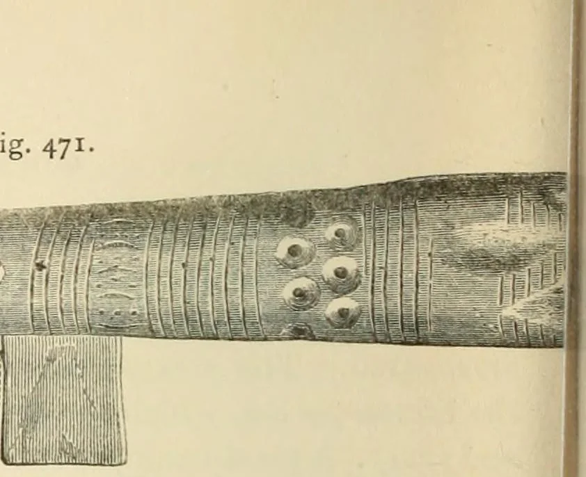 An illustration from Grave-mounds and their contents; a manual of archaeology, as exemplified in the burials of the Celtic, the Romano-British, and the Anglo-Saxon periods, 1870, leaf 318