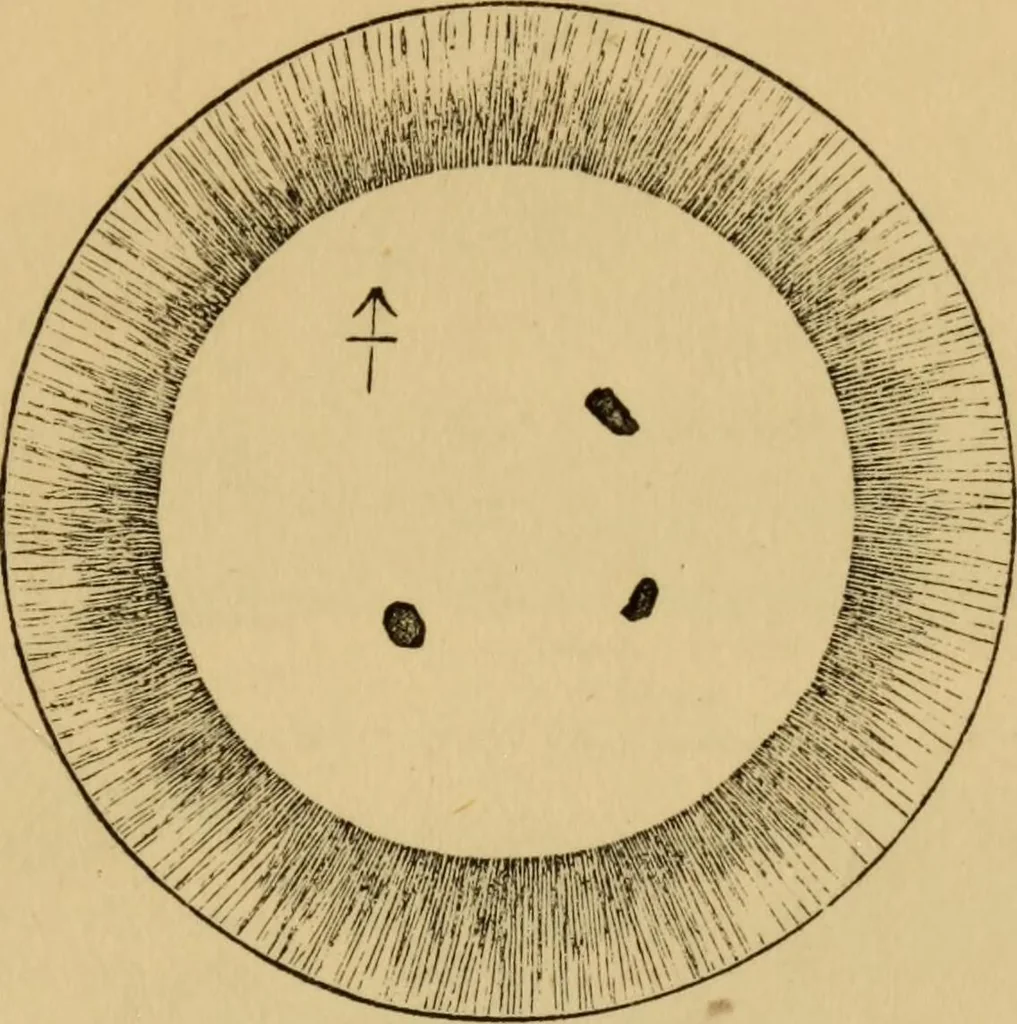 An illustration from Grave-mounds and their contents; a manual of archaeology, as exemplified in the burials of the Celtic, the Romano-British, and the Anglo-Saxon periods, 1870, leaf 111
