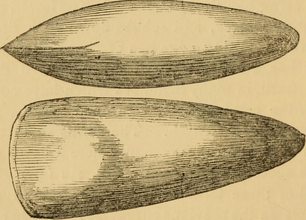 An illustration from Grave-mounds and their contents; a manual of archaeology, as exemplified in the burials of the Celtic, the Romano-British, and the Anglo-Saxon periods, 1870, leaf 140