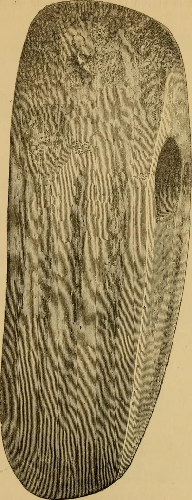 An illustration from Grave-mounds and their contents; a manual of archaeology, as exemplified in the burials of the Celtic, the Romano-British, and the Anglo-Saxon periods, 1870, leaf 141