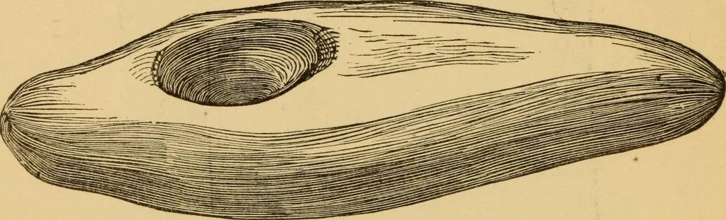An illustration from Grave-mounds and their contents; a manual of archaeology, as exemplified in the burials of the Celtic, the Romano-British, and the Anglo-Saxon periods, 1870, leaf 142