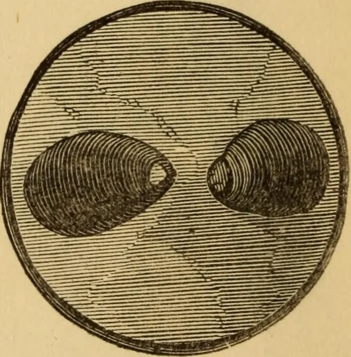An illustration from Grave-mounds and their contents; a manual of archaeology, as exemplified in the burials of the Celtic, the Romano-British, and the Anglo-Saxon periods, 1870, leaf 156