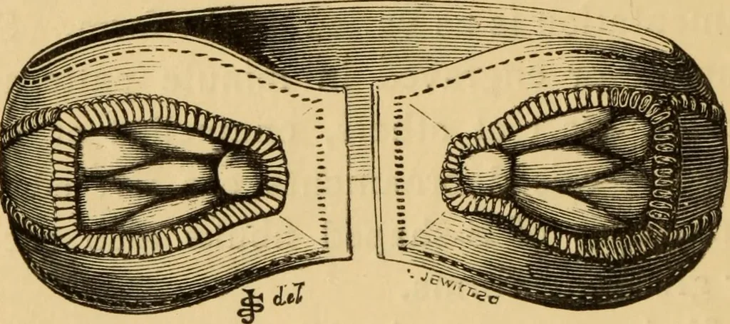 An illustration from Grave-mounds and their contents; a manual of archaeology, as exemplified in the burials of the Celtic, the Romano-British, and the Anglo-Saxon periods, 1870, leaf 226