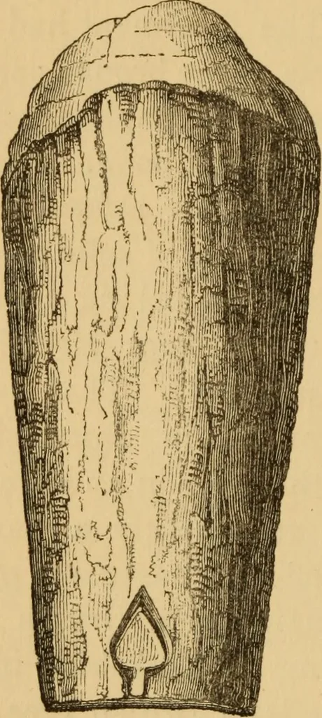 An illustration from Grave-mounds and their contents; a manual of archaeology, as exemplified in the burials of the Celtic, the Romano-British, and the Anglo-Saxon periods, 1870, leaf 78