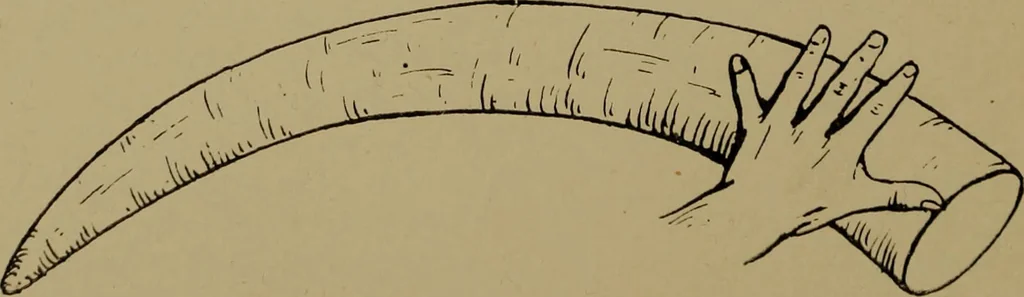 An illustration from Great Benin; its customs, art and horrors, 1903, leaf 118