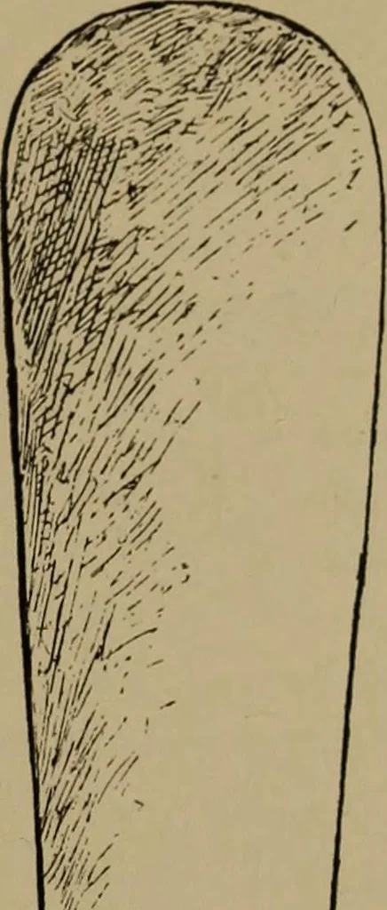 An illustration from Great Benin; its customs, art and horrors, 1903, leaf 143