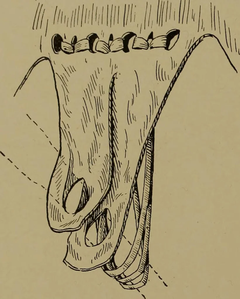 An illustration from Great Benin; its customs, art and horrors, 1903, leaf 168