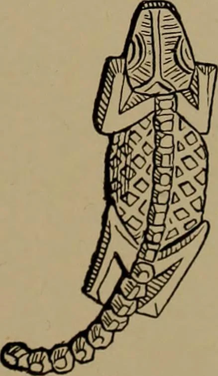 An illustration from Great Benin; its customs, art and horrors, 1903, leaf 209