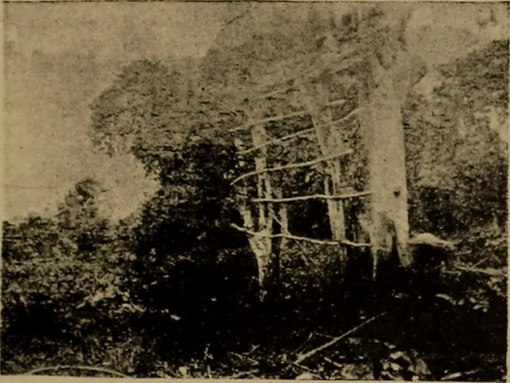 An illustration from Great Benin; its customs, art and horrors, 1903, leaf 65