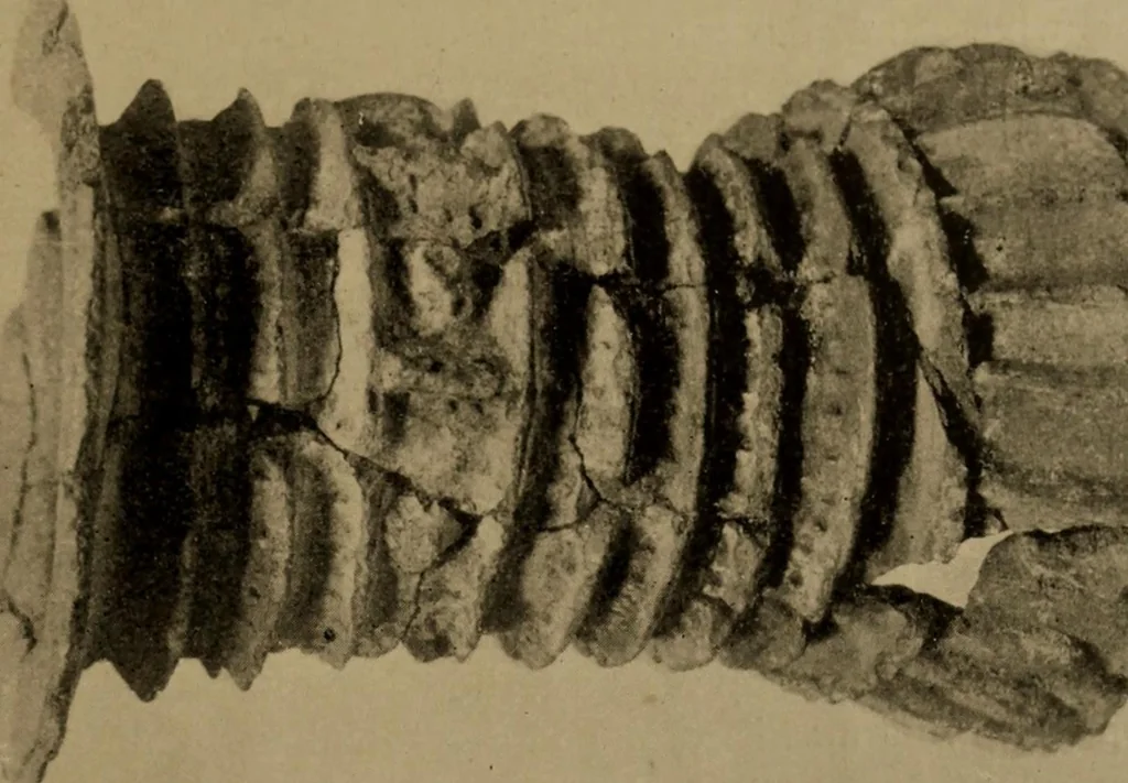An illustration from Great Benin; its customs, art and horrors, 1903, leaf 89