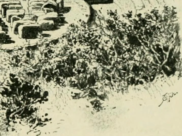 An illustration from Greek coins and their parent cities, 1902, leaf 358