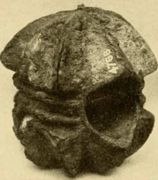 An illustration from Greek, Etruscan and Roman bronzes, 1915, leaf 505