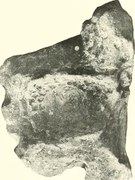 An illustration from Greek moulds, 1903, leaf 120