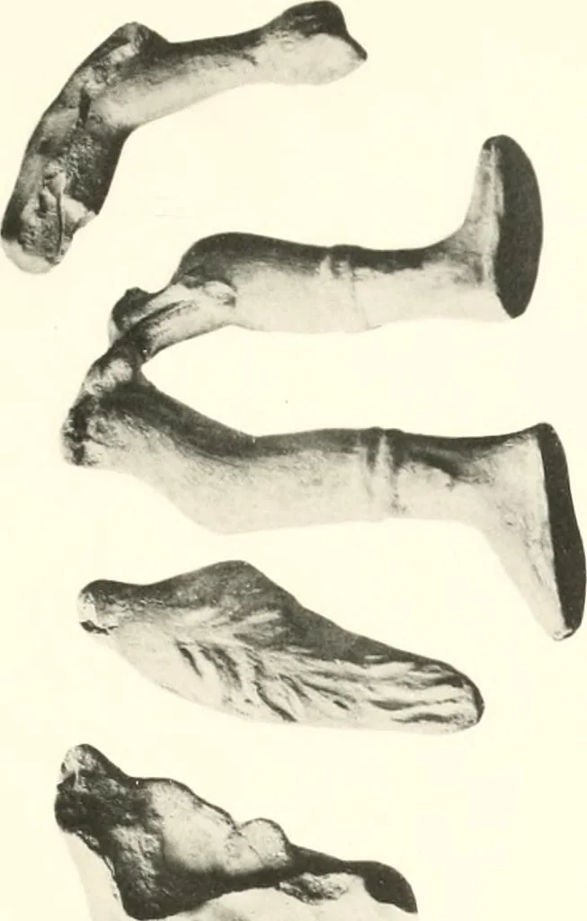 An illustration from Greek moulds, 1903, leaf 126