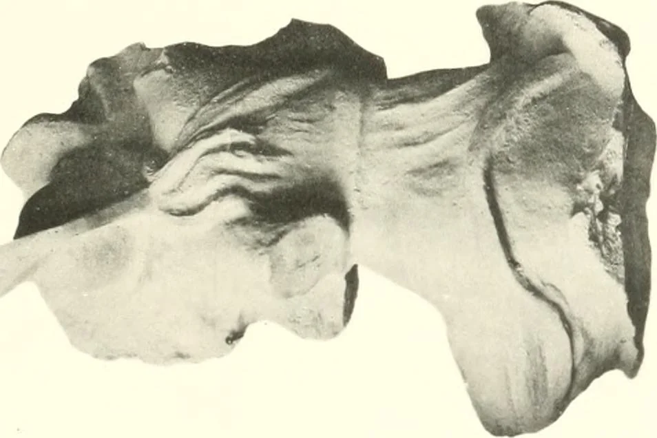 An illustration from Greek moulds, 1903, leaf 126