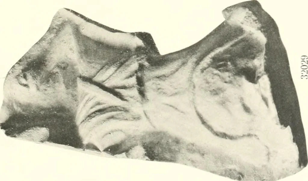 An illustration from Greek moulds, 1903, leaf 126