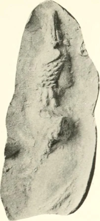An illustration from Greek moulds, 1903, leaf 132