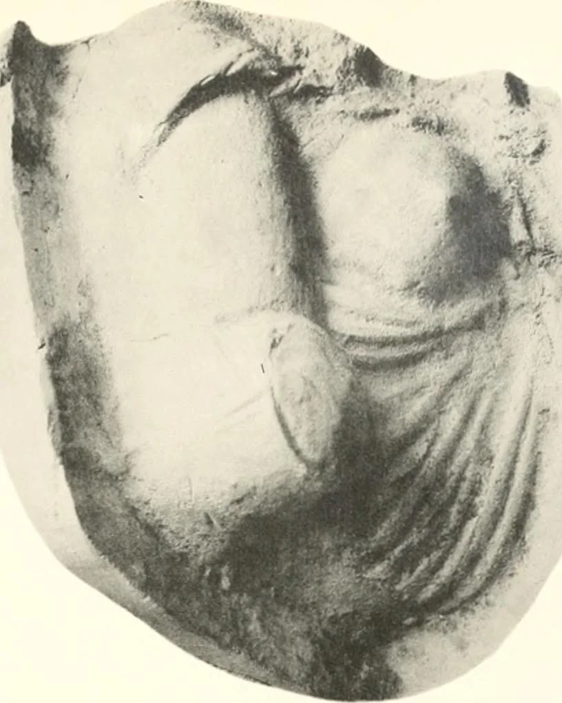 An illustration from Greek moulds, 1903, leaf 136