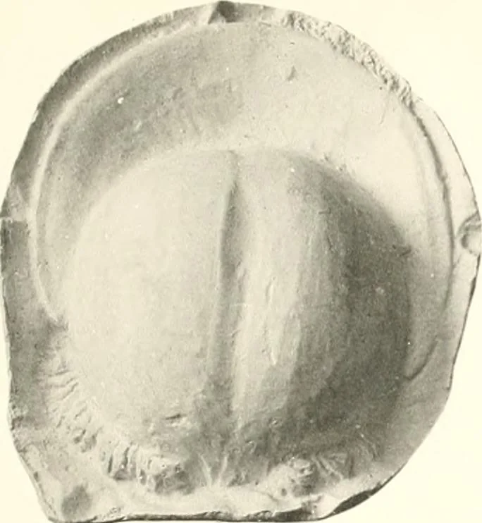 An illustration from Greek moulds, 1903, leaf 138