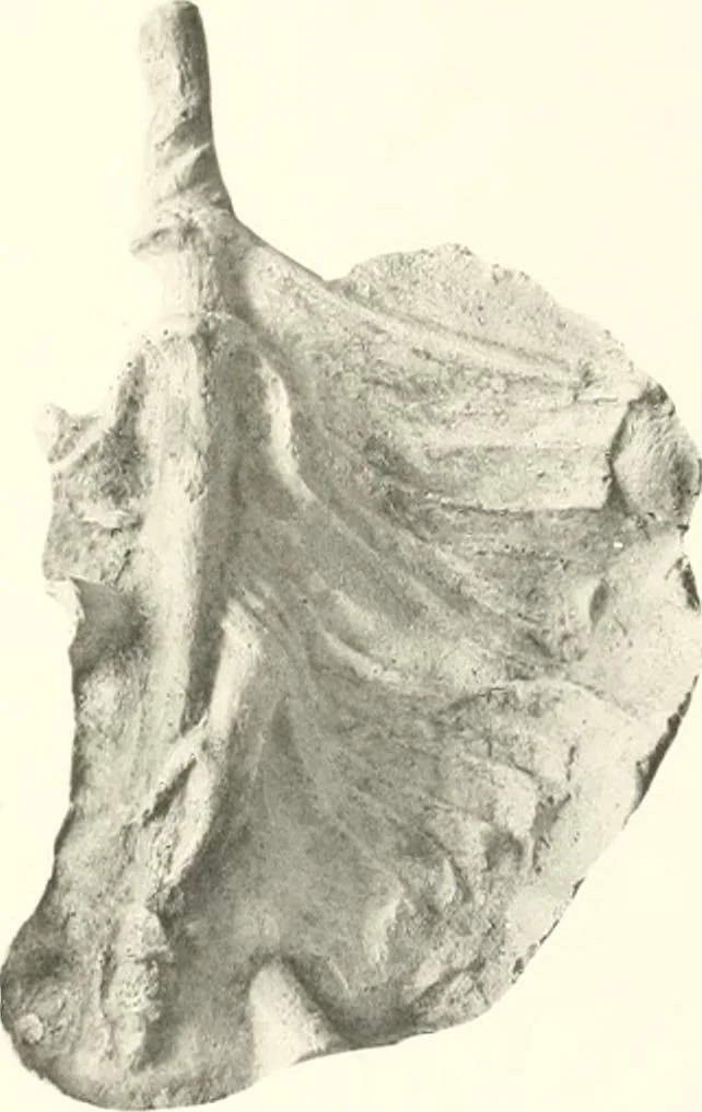 An illustration from Greek moulds, 1903, leaf 138