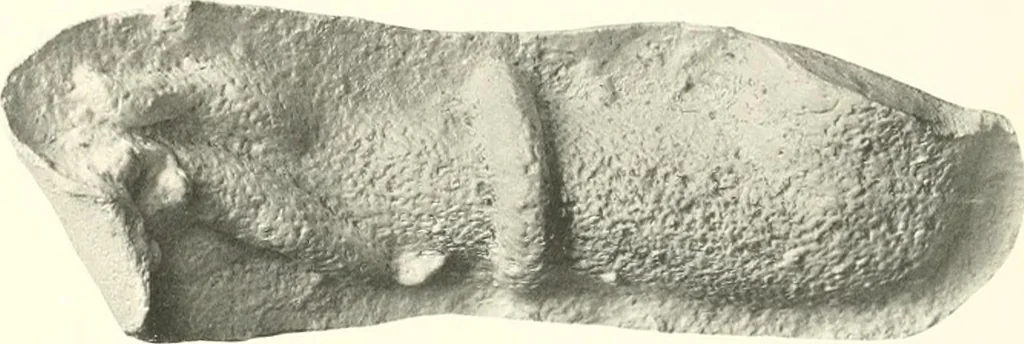 An illustration from Greek moulds, 1903, leaf 140