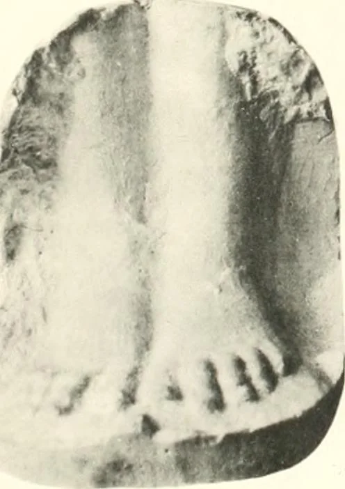 An illustration from Greek moulds, 1903, leaf 142