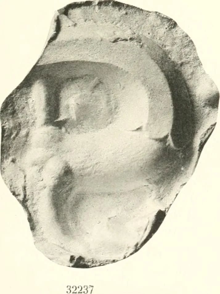 An illustration from Greek moulds, 1903, leaf 148
