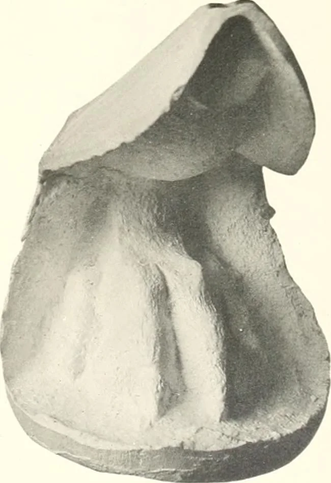 An illustration from Greek moulds, 1903, leaf 148