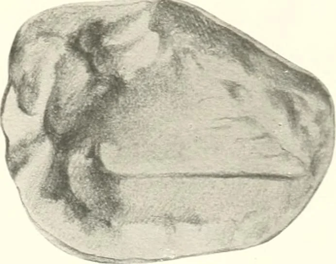 An illustration from Greek moulds, 1903, leaf 158