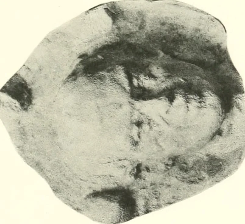 An illustration from Greek moulds, 1903, leaf 162