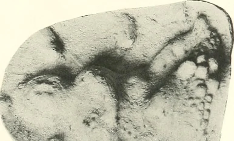 An illustration from Greek moulds, 1903, leaf 162