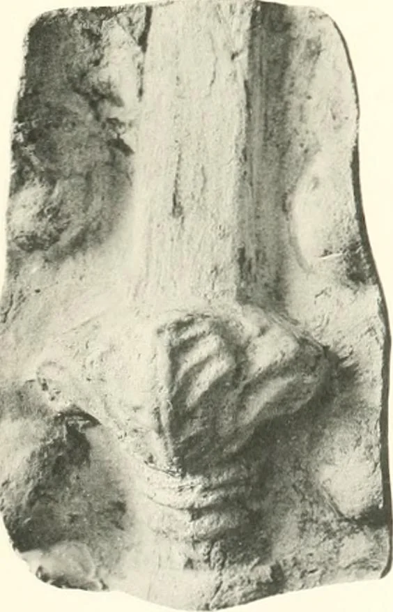 An illustration from Greek moulds, 1903, leaf 170