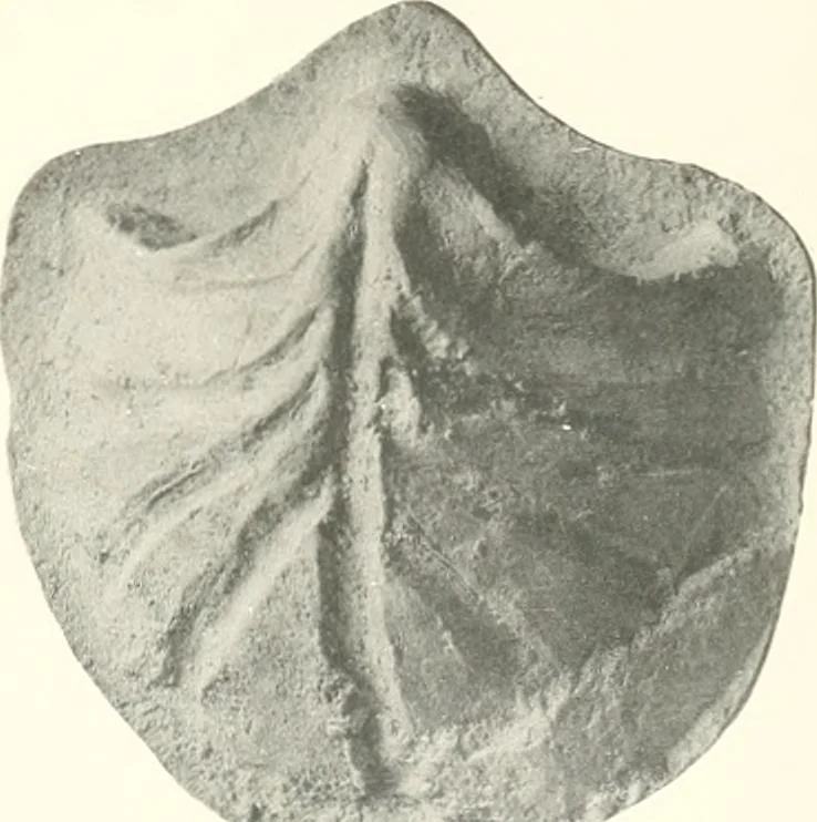 An illustration from Greek moulds, 1903, leaf 170