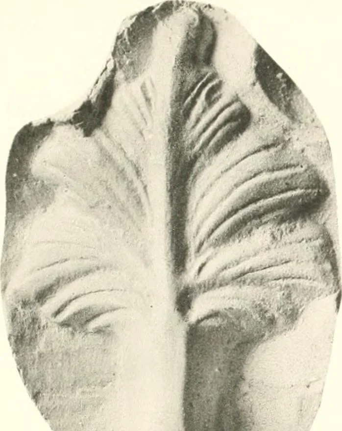 An illustration from Greek moulds, 1903, leaf 172