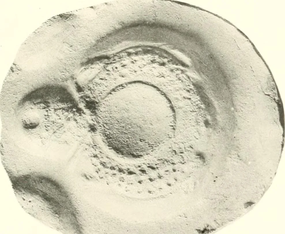 An illustration from Greek moulds, 1903, leaf 172