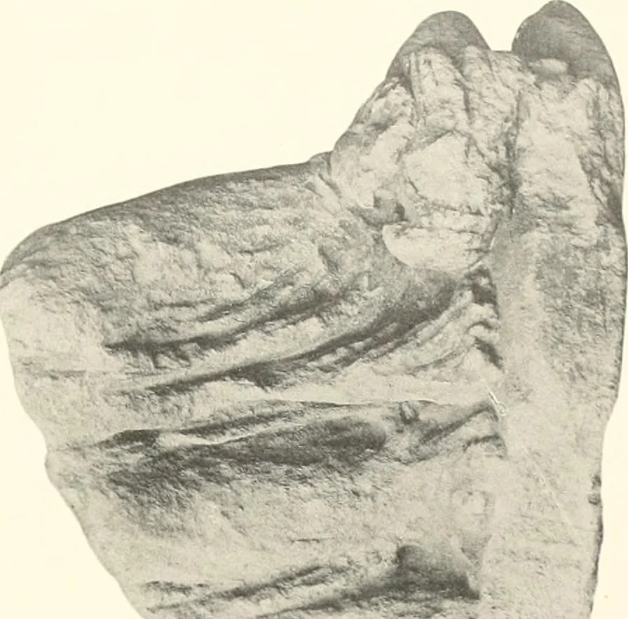 An illustration from Greek sculpture, 1903, leaf 122