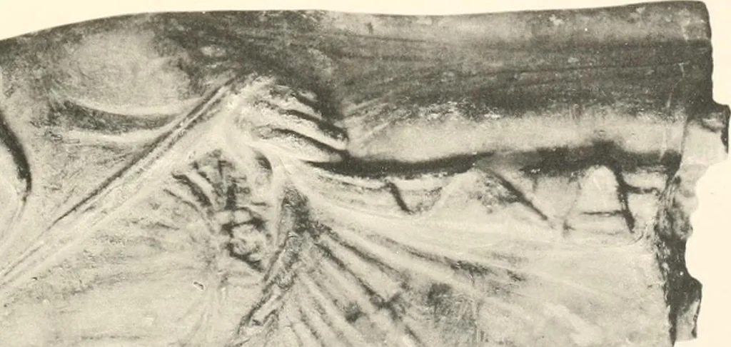 An illustration from Greek sculpture, 1903, leaf 134