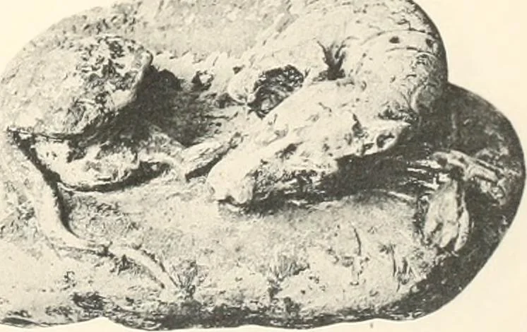 An illustration from Greek sculpture, 1903, leaf 142