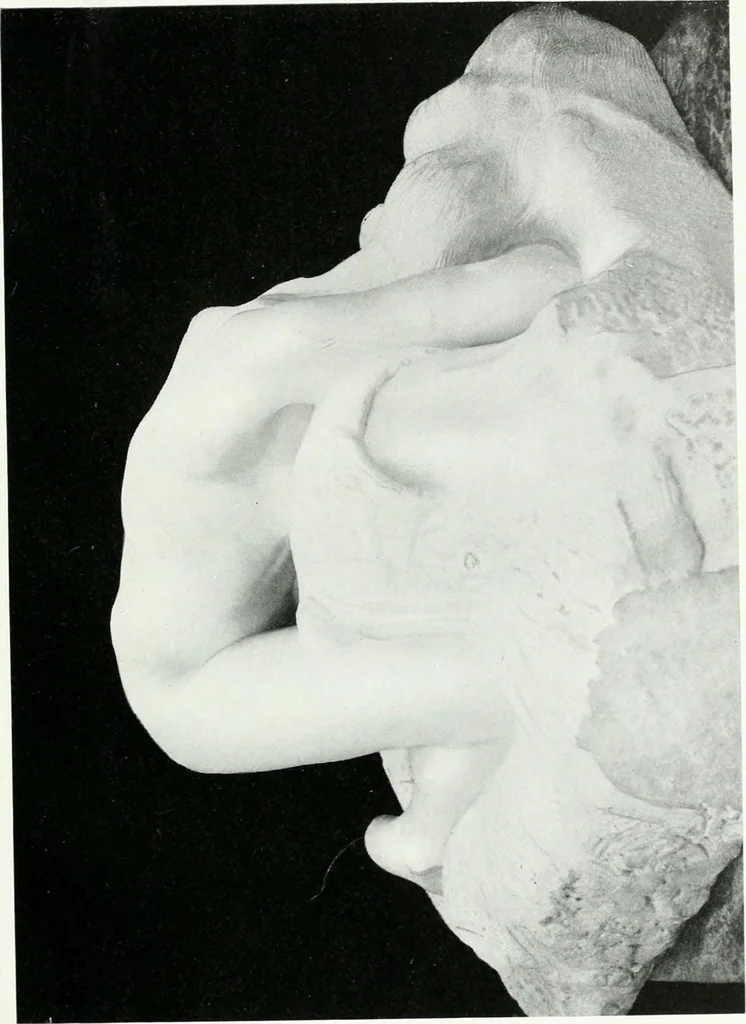 An illustration from Greek sculpture and modern art, two lectures delivered to the students of the Royal academy of London, 1914, leaf 185