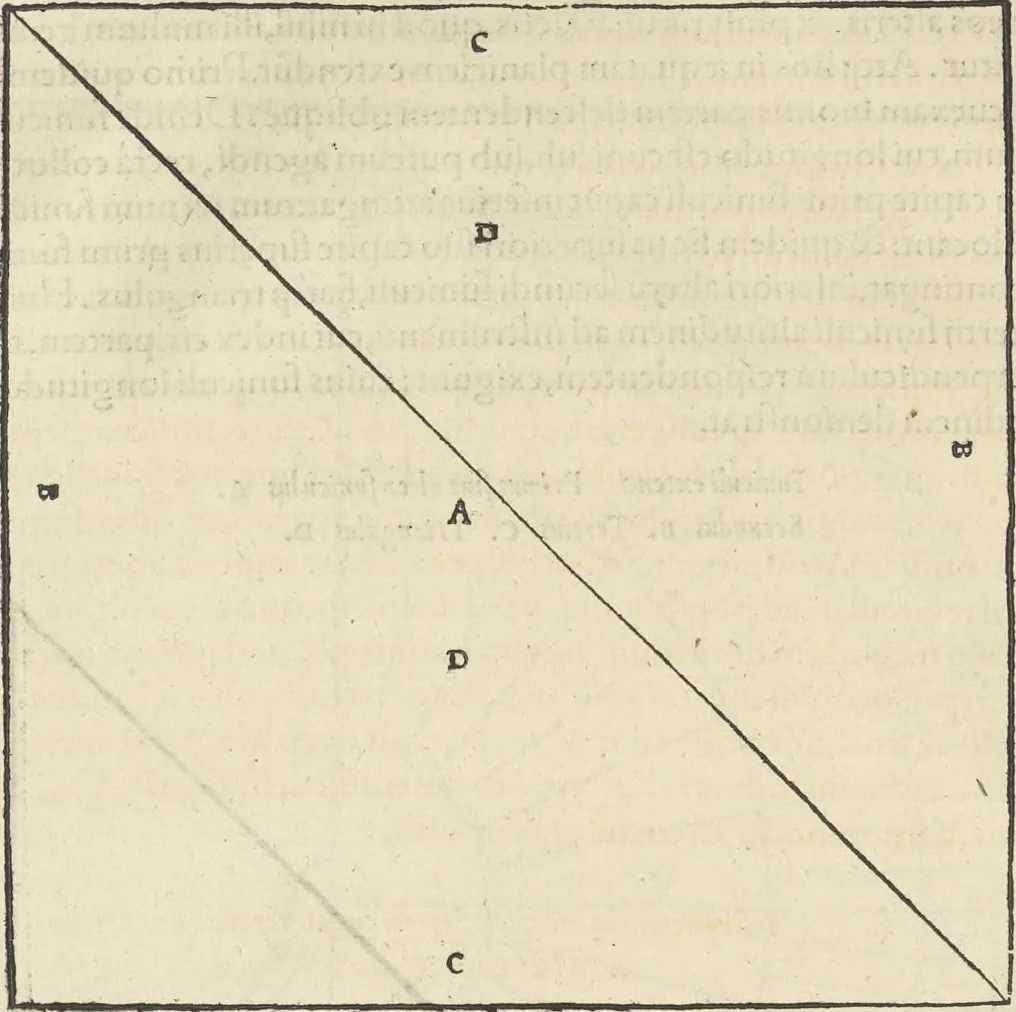 An illustration from Georgii Agricolae De re metallica : libri XII. Quibus officia, instrumenta, machinae, ac omnia deni[que] ad metallicam spectantia, non modo luculentissimè describuntur, sed & per effigies, suis locis infertas, adiunctis latinis, germanicis [que] appellationibus ita ob oculos ponuntur, ut clarius tradi non possint. ; Eiusdem De animantibus subterraneis liber,, 1556, leaf 113