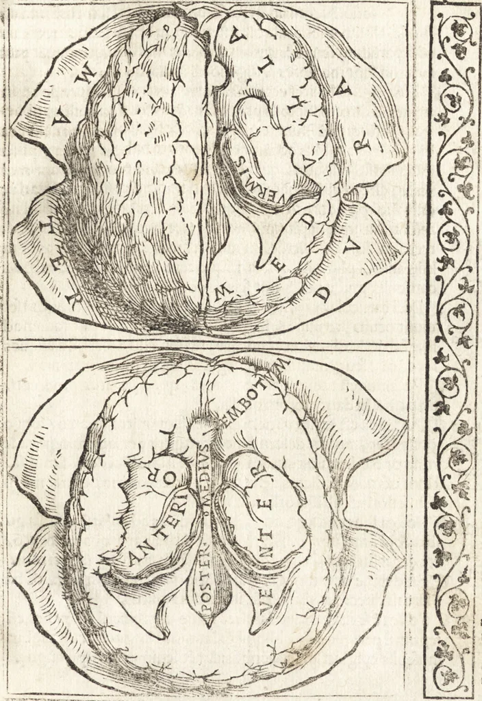 An illustration from Isagogae breues, p[er]lucidȩ ac uberrimȩ, in anatomiã humani corporis a cõmuni medicorũ academia usitatã, 1523, leaf 120
