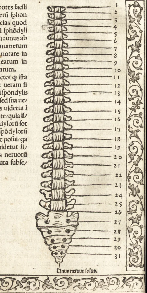 An illustration from Isagogae breues, p[er]lucidȩ ac uberrimȩ, in anatomiã humani corporis a cõmuni medicorũ academia usitatã, 1523, leaf 135