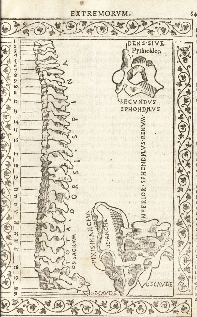 An illustration from Isagogae breues, p[er]lucidȩ ac uberrimȩ, in anatomiã humani corporis a cõmuni medicorũ academia usitatã, 1523, leaf 136